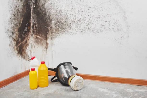 Best Health and Safety Mold Remediation in Rochester, IL
