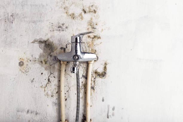 Best Industrial Mold Remediation in Rochester, IL