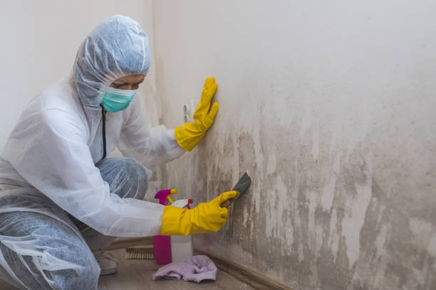 Best Post-Flood Mold Remediation in Rochester, IL