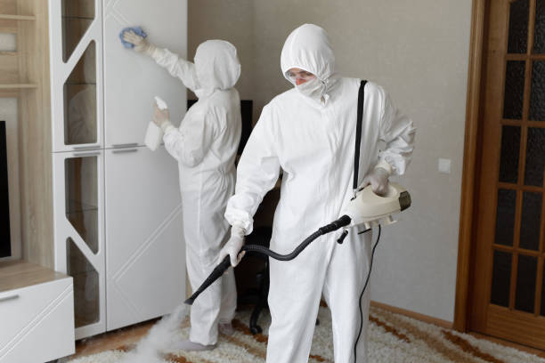 Best DIY Mold Remediation Support Services in Rochester, IL