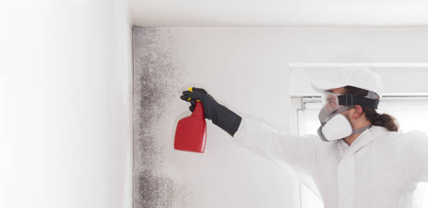 Best Insurance-Related Mold Remediation in Rochester, IL
