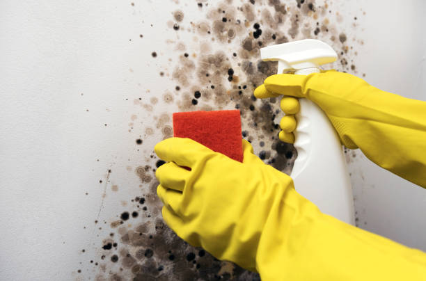 Best Black Mold Remediation in Rochester, IL