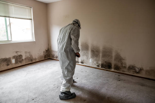 Best White Mold Remediation in Rochester, IL