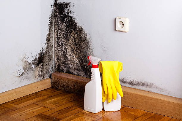 Best Bathroom Mold Remediation in Rochester, IL
