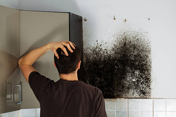Best Attic Mold Remediation in Rochester, IL