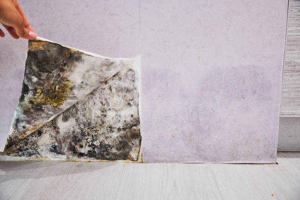 Best Basement Mold Remediation in Rochester, IL